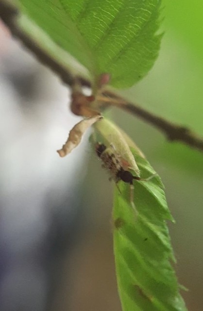 Orchesella