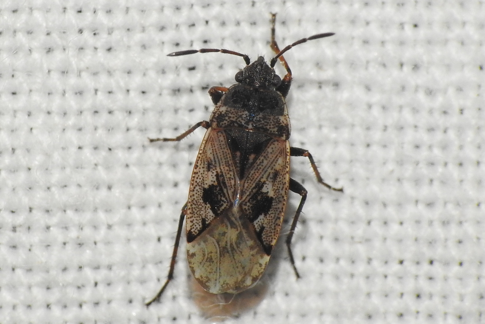 Sphragisticus nebulosus - foltos bodobács
