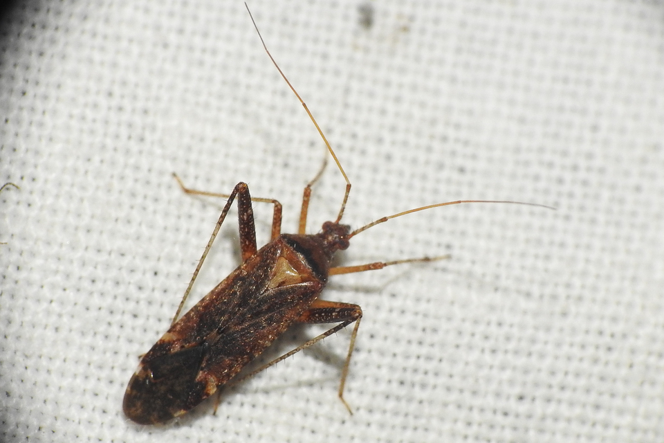 Phytocoris