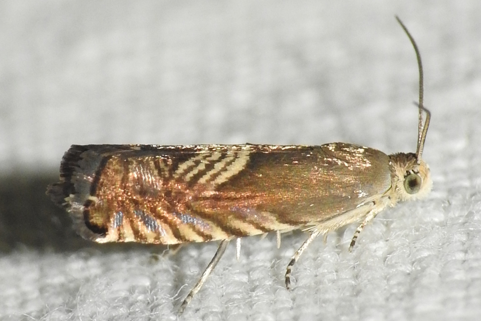 Grapholita delineana - kis kendermoly