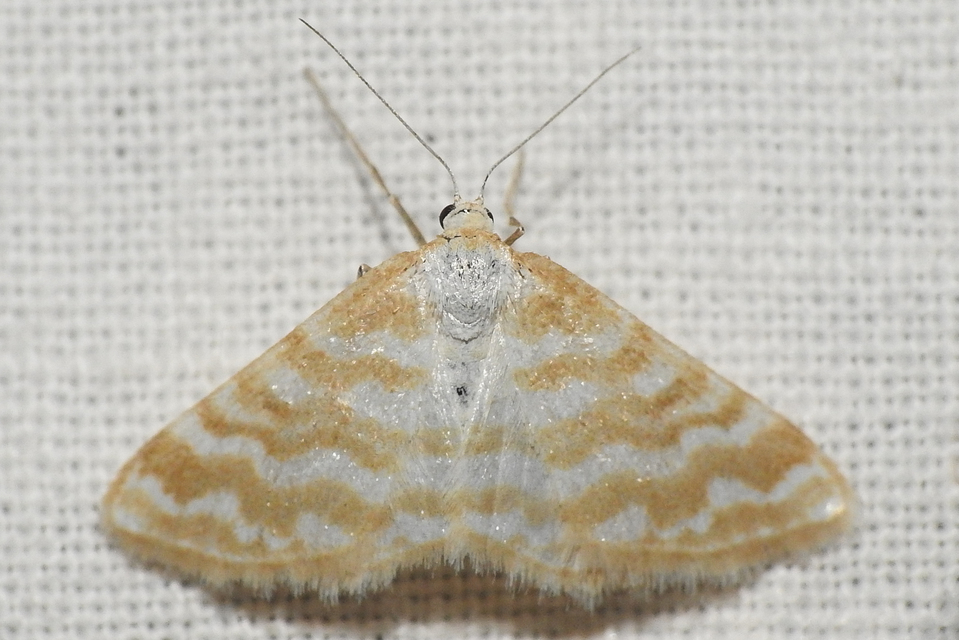Idaea sericeata - selymes sávosaraszoló