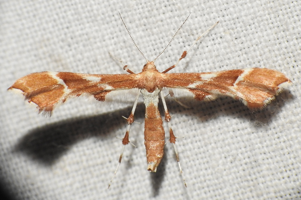 Cnaemidophorus rhododactyla - rózsabogyó-tollasmoly