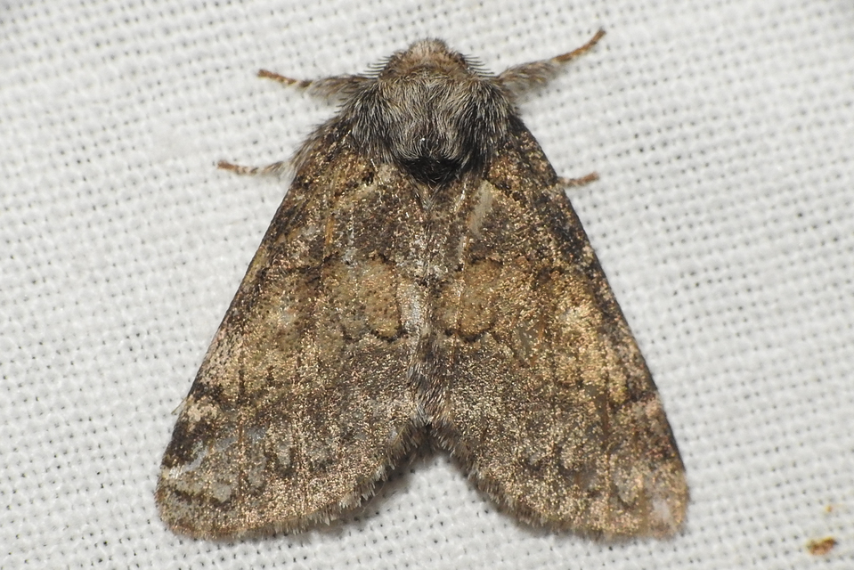 Gluphisia crenata - kormos púposszövő
