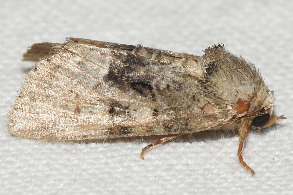 Oligia strigilis/latruncula/versicolor