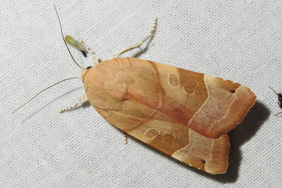 Noctua fimbriata - szélessávú sárgafűbagoly