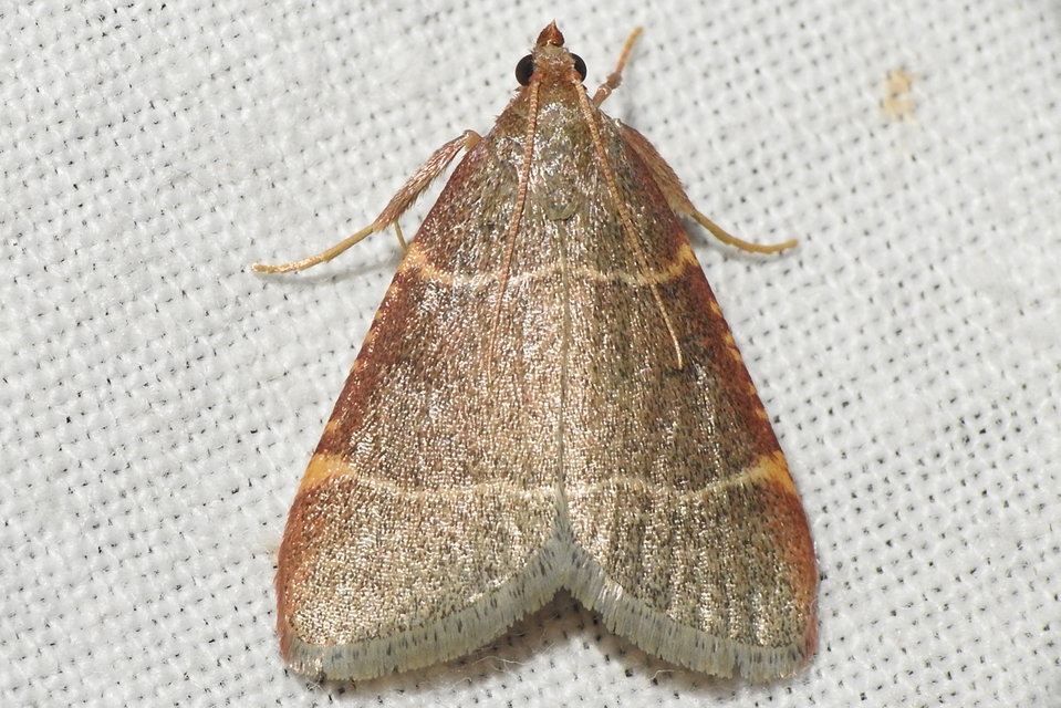 Hypsopygia glaucinalis - rezes fényilonca