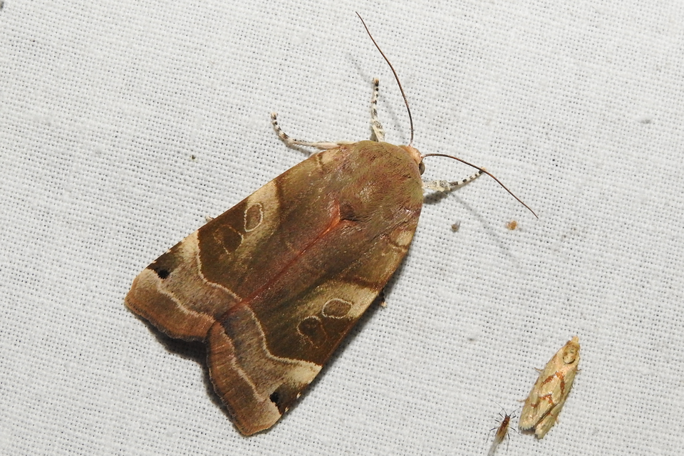 Noctua fimbriata - szélessávú sárgafűbagoly