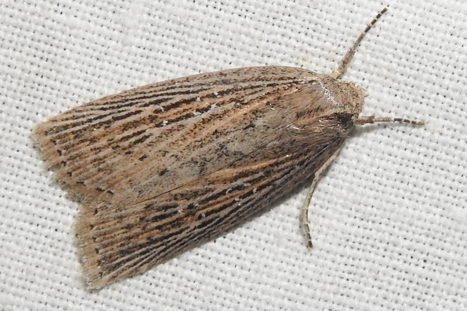 Chilodes maritima - négyfoltos nádibagoly