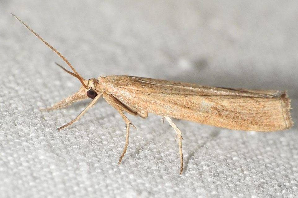 Pediasia contaminella - mocskos fűgyökérmoly