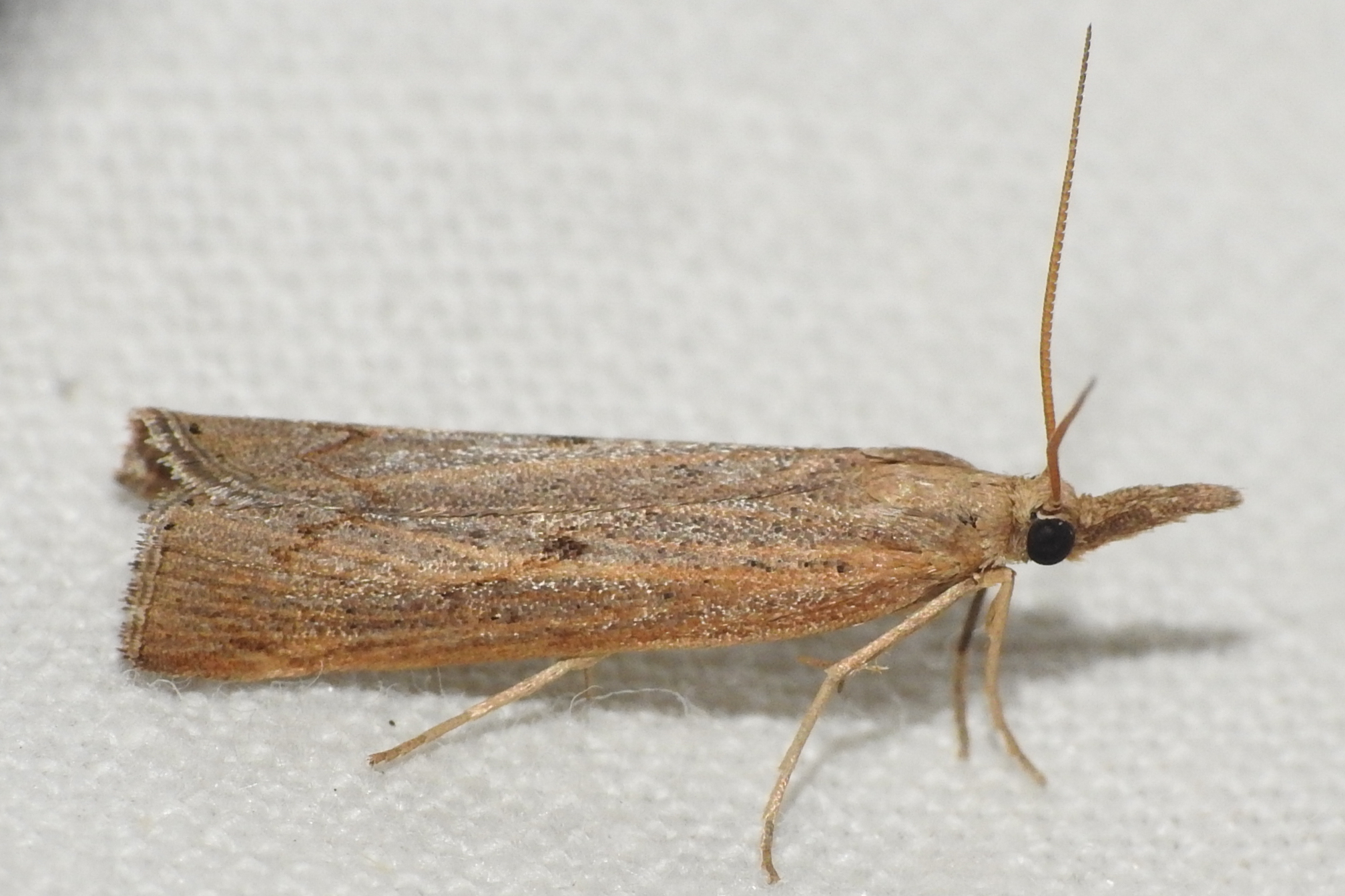 Pediasia contaminella - mocskos fűgyökérmoly