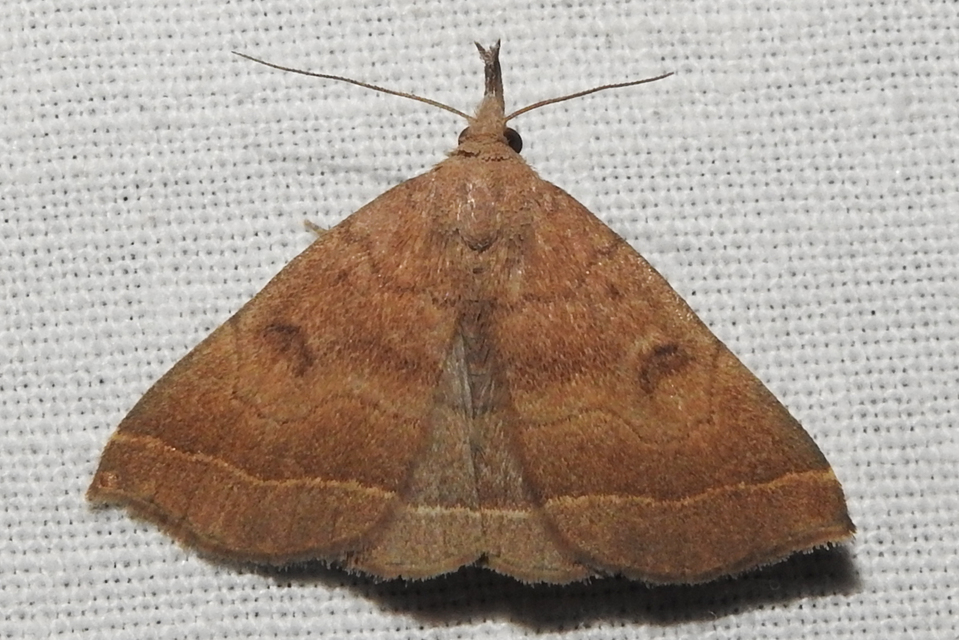 Pechipogo plumigeralis - tollascsápú karcsúbagoly