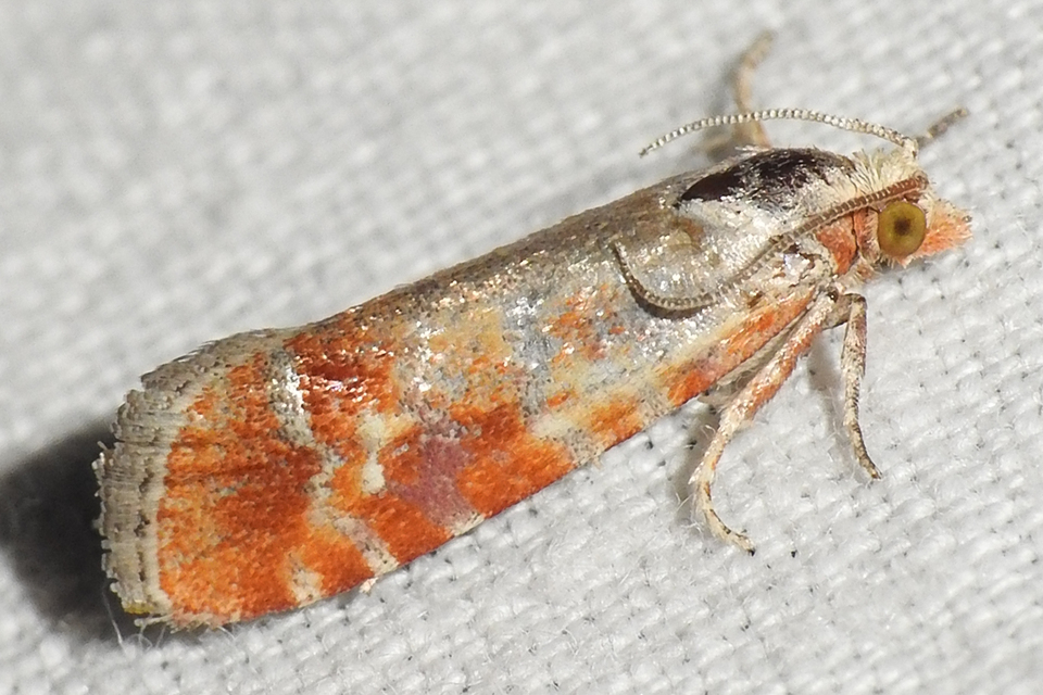 Rhyacionia