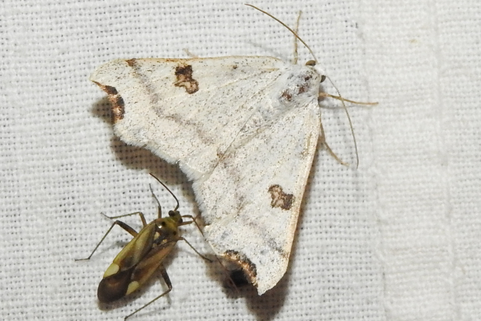 Eilicrinia cordiaria - fehér fűzfaaraszoló