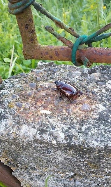 Oryctes nasicornis - orrszarvú bogár