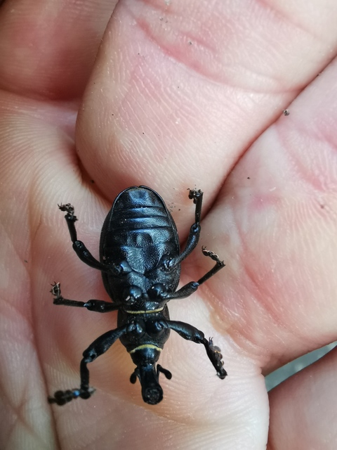 Liparus dirus - sujtár-szerecsenományos