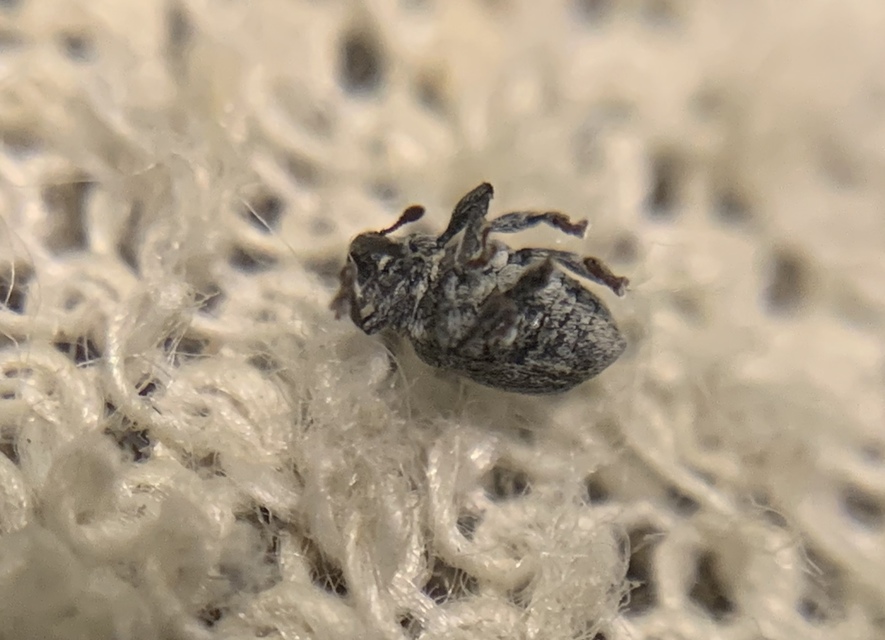 Sibinia pellucens - mécsvirágormányos