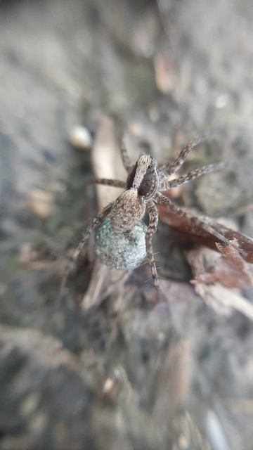 Pardosa alacris/lugubris
