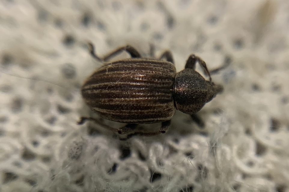 Hypera striata - sávos pikkelyesormányos