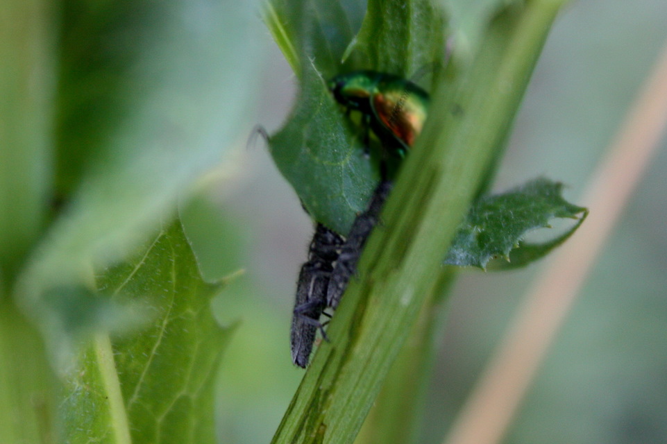 Agapanthia cardui - sávos bogáncscincér