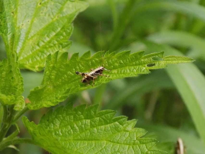 Pholidoptera griseoaptera - szürke avarszöcske