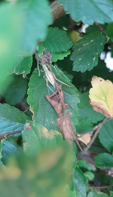 Oecanthus pellucens - pirregőtücsök