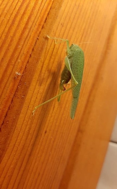 Phaneroptera nana - pontozott repülőszöcske