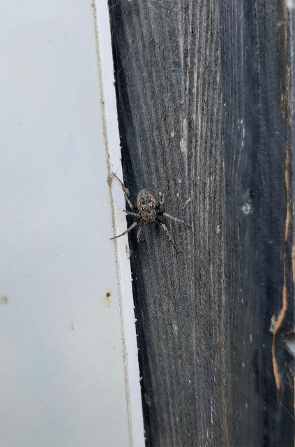Nuctenea umbratica - közönséges rés-keresztespók