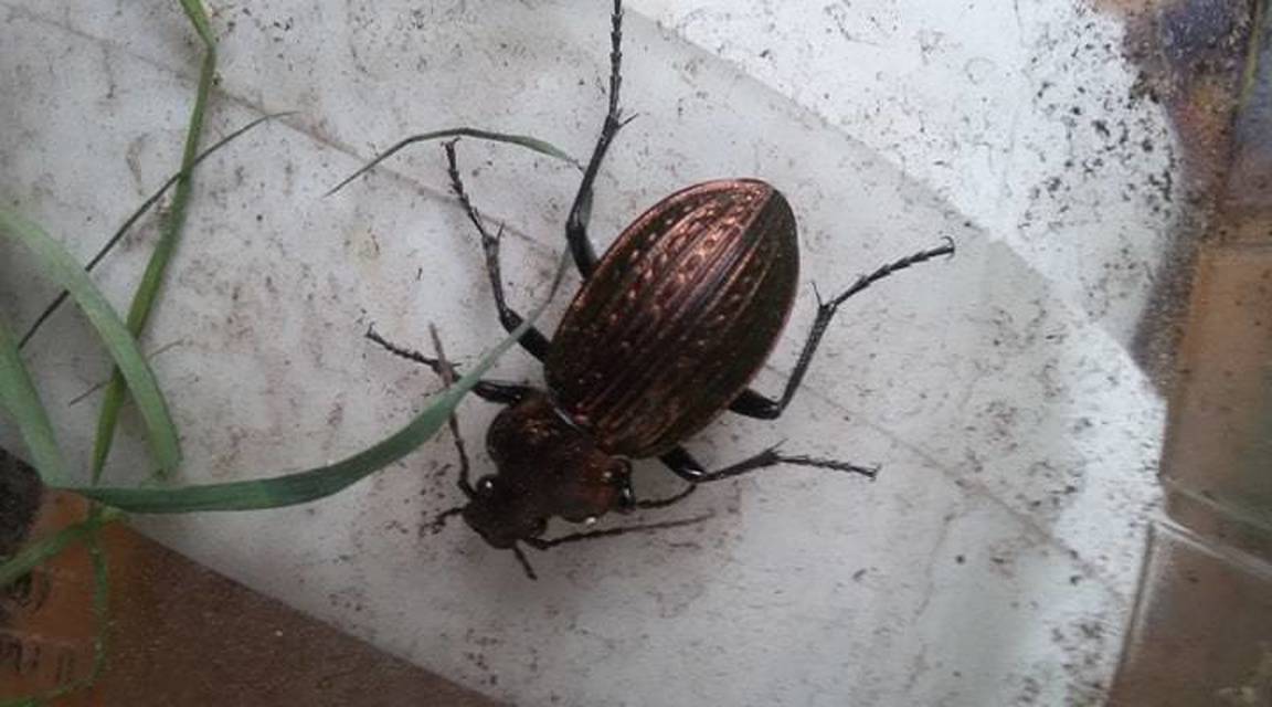 Carabus ulrichii - rezes futrinka Carabus ulrichii - rezes futrinka