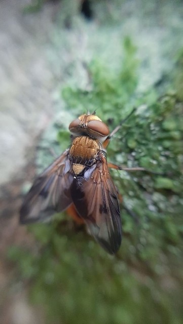 Ectophasia