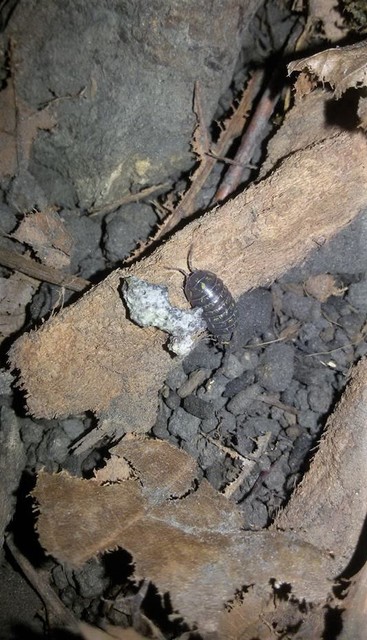 Armadillidium