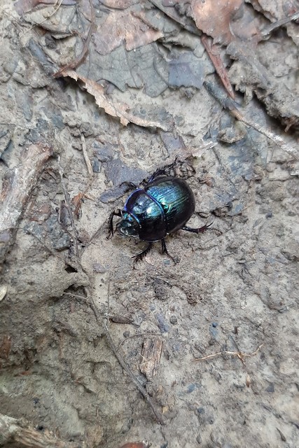 Anoplotrupes stercorosus - erdei álganéjtúró