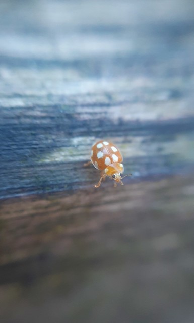 Vibidia duodecimguttata - tizenkétcseppes füsskata