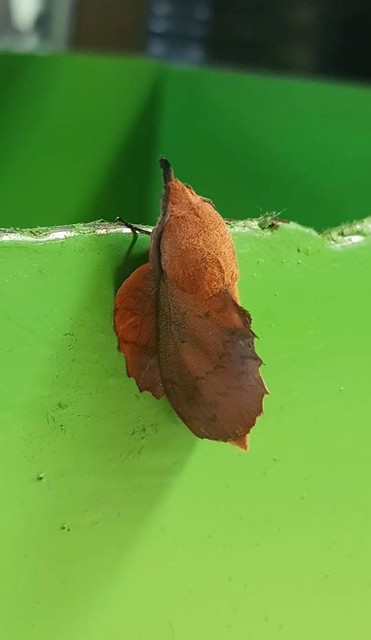 Gastropacha quercifolia - tölgylevélpohók