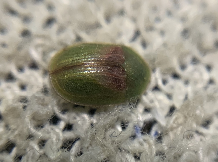 Cassida sanguinolenta - cickafark pajzsbogár