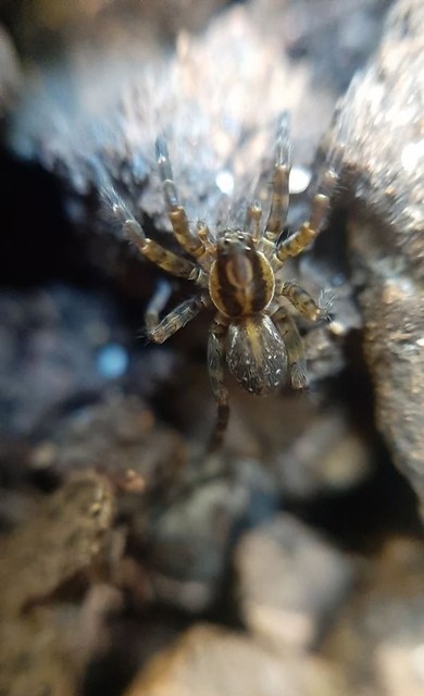 Piratula