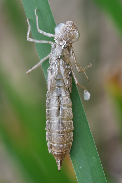 Anax imperator - zöld óriásacsa