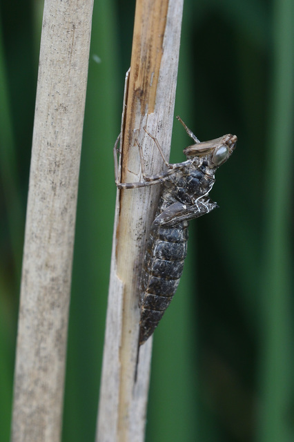 Anax parthenope - barna óriásacsa