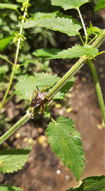 Pentatoma rufipes - vöröslábú címerespoloska Pentatoma rufipes - vöröslábú címerespoloska