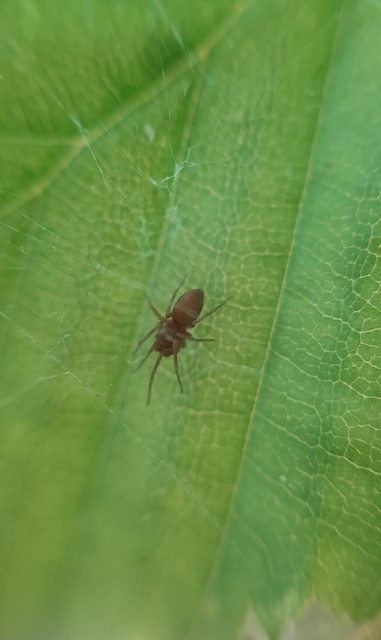 Nigma flavescens - vöröslő hamvaspók