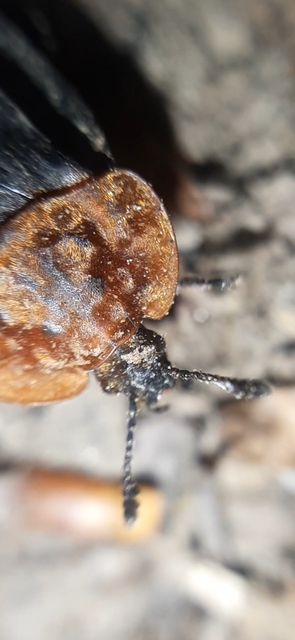 Oiceoptoma thoracicum - vörösnyakú dögbogár