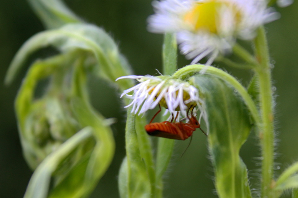 Rhagonycha fulva - feketevégű lágybogár