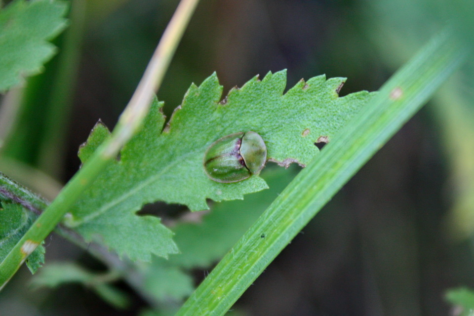 Cassida