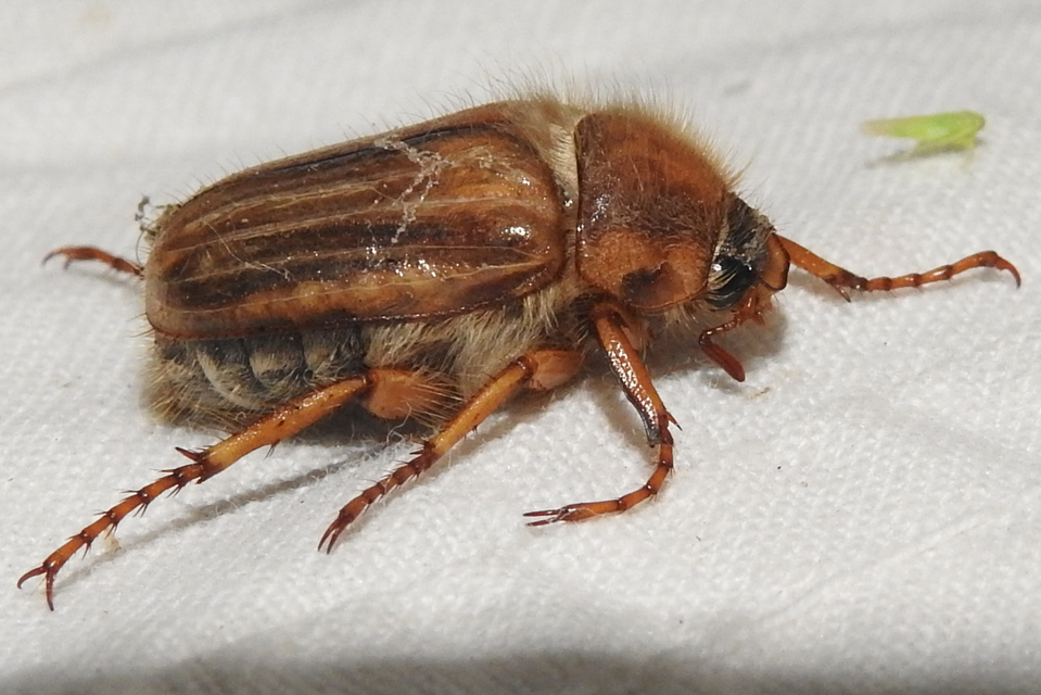 Amphimallon solstitiale - bordás sárgacserebogár