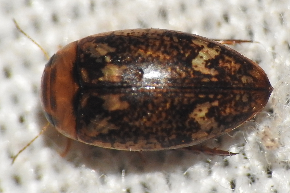Laccophilus poecilus - tarka bukóbogár