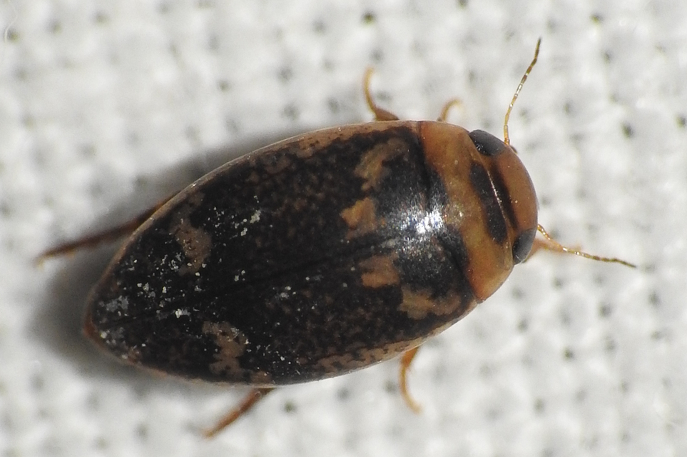 Laccophilus poecilus - tarka bukóbogár