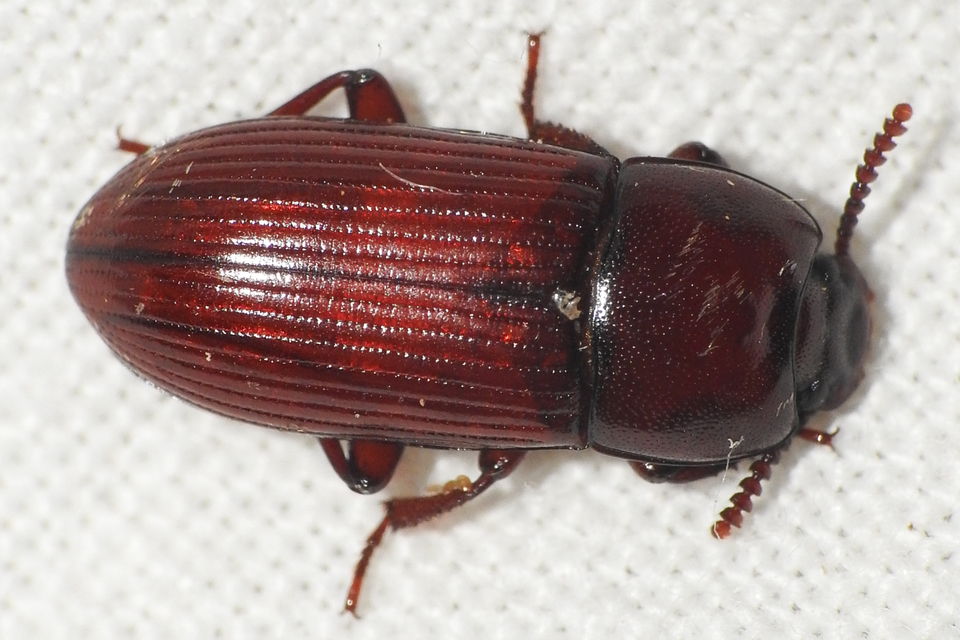 Uloma culinaris - nagy rágványbogár