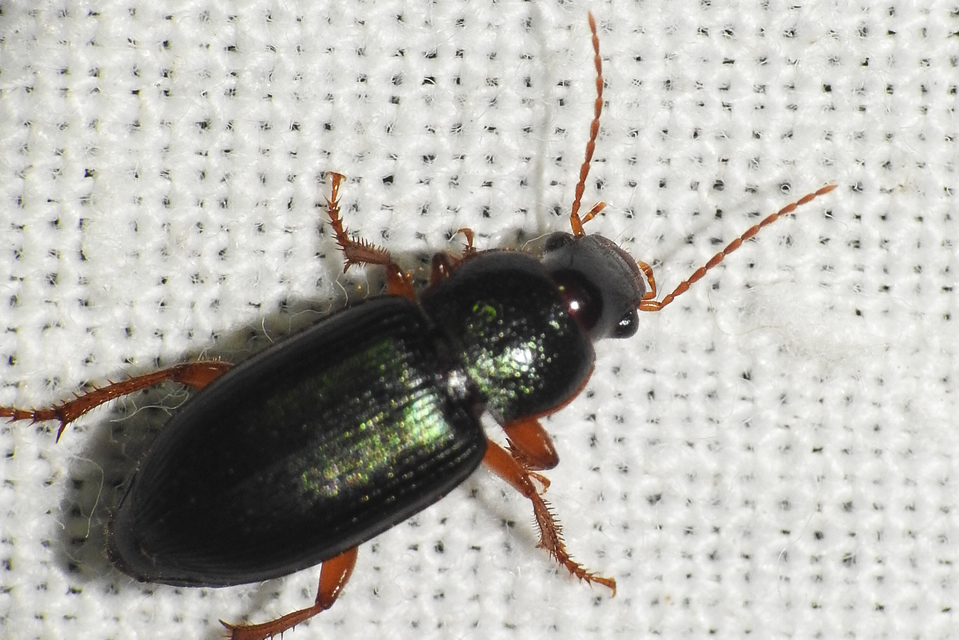 Ophonus azureus - azúrkék bársonyfutó