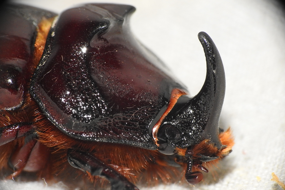 Oryctes nasicornis - orrszarvú bogár
