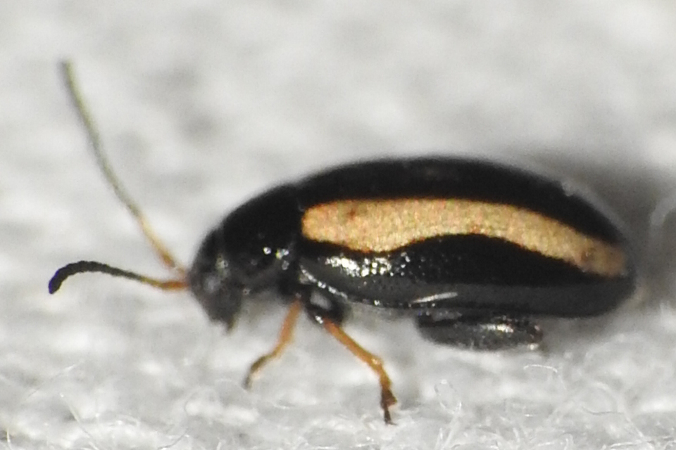 Phyllotreta