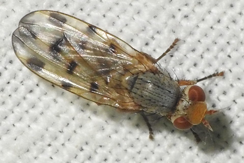 Ulidiidae - foltosszárnyú legyek